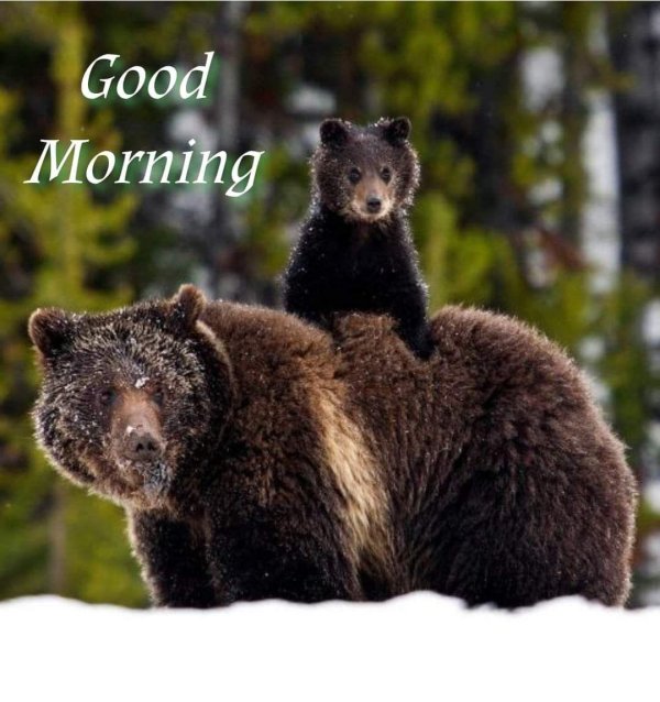 Природа россии животные