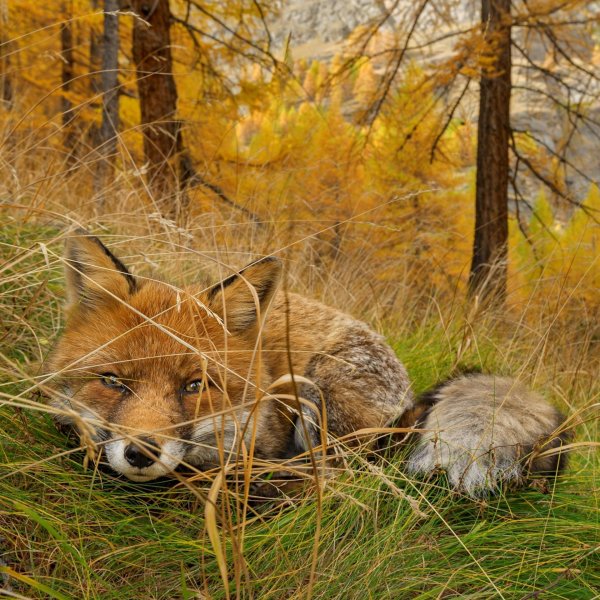 осень лиса