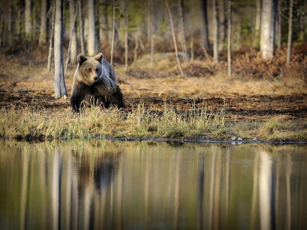 костомукшский заповедник нетронутая тайга