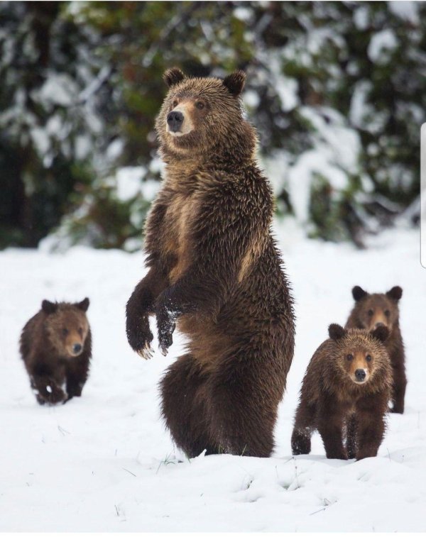 медведи зимой