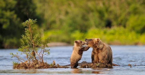 бианки купание медвежат