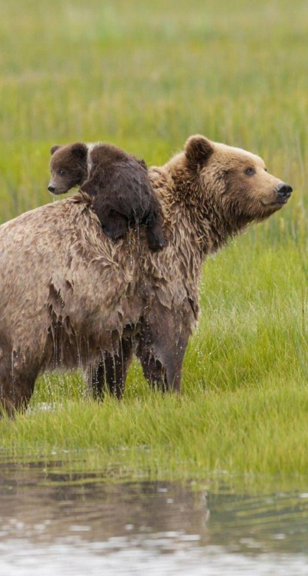 медведи бурые