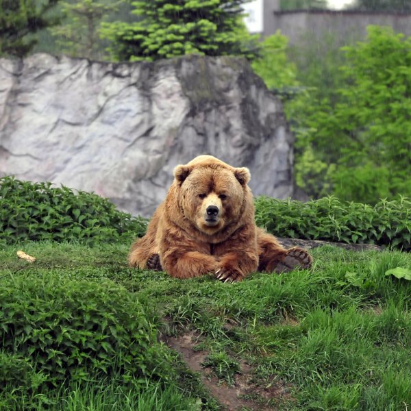 кадьяк медведь