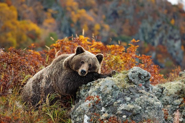 медведь осенью