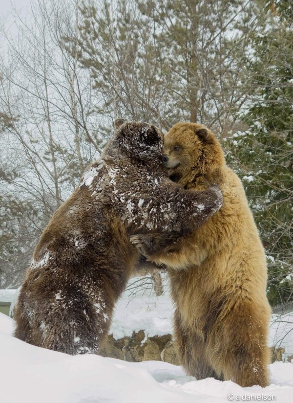 медведи дерутся