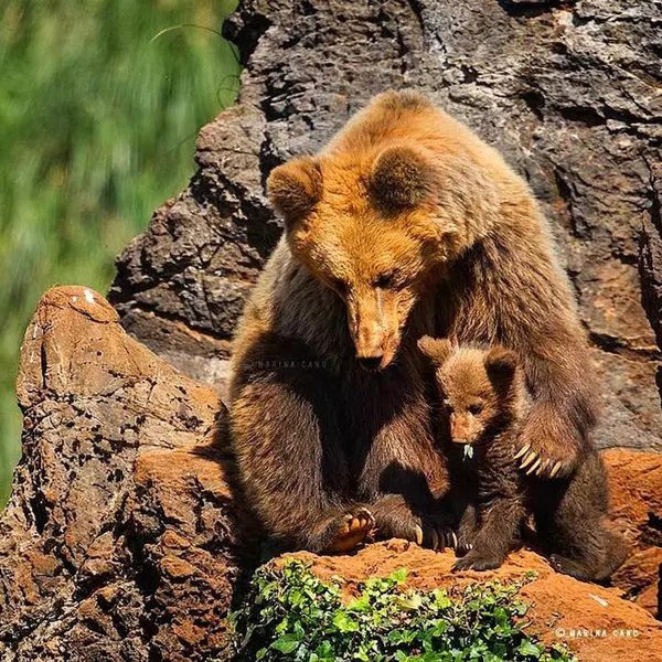 животные дикие