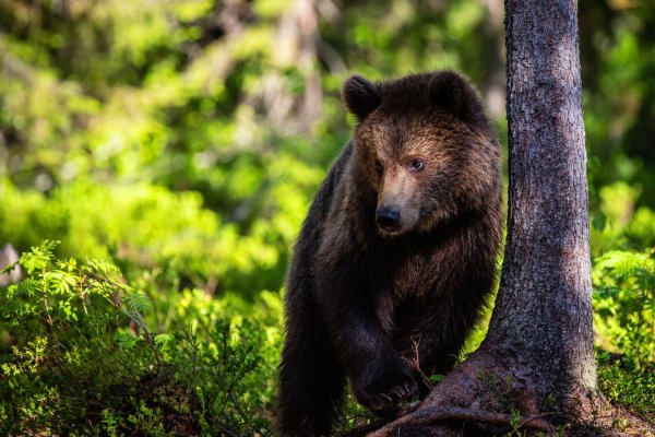 медведи в лесу