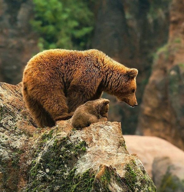 аватар медведь