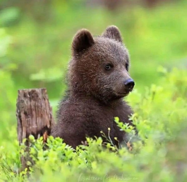 бурые медвежата