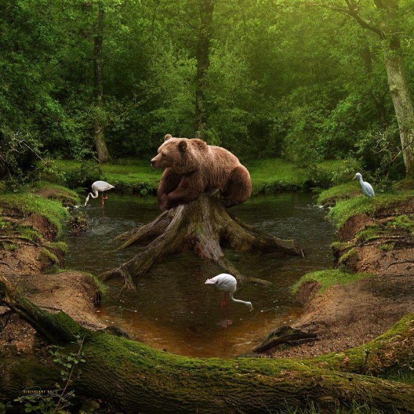 звери на природе