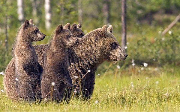 медведица с медвежатами