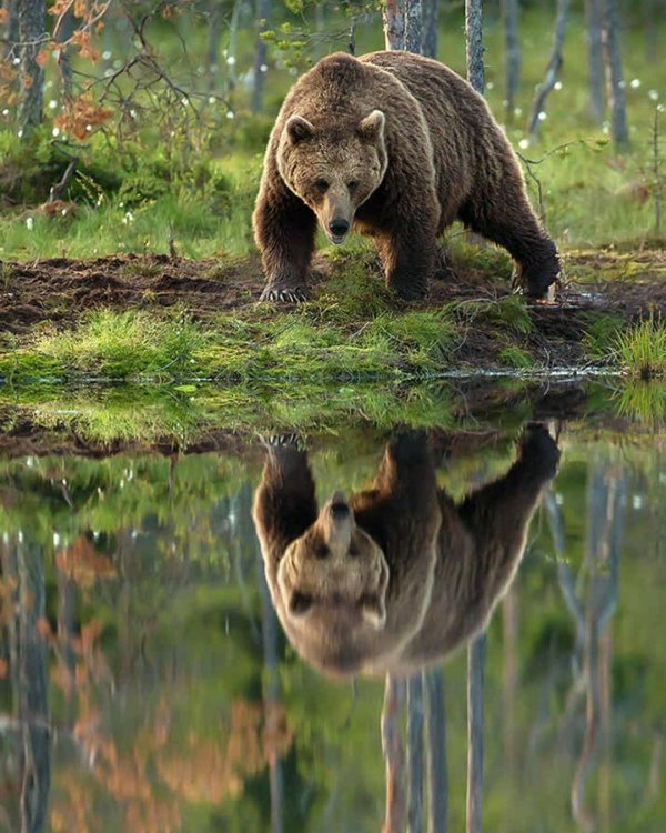 медведь в природе