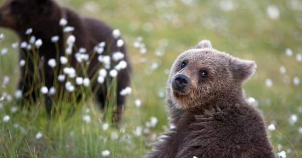 милые медвежата
