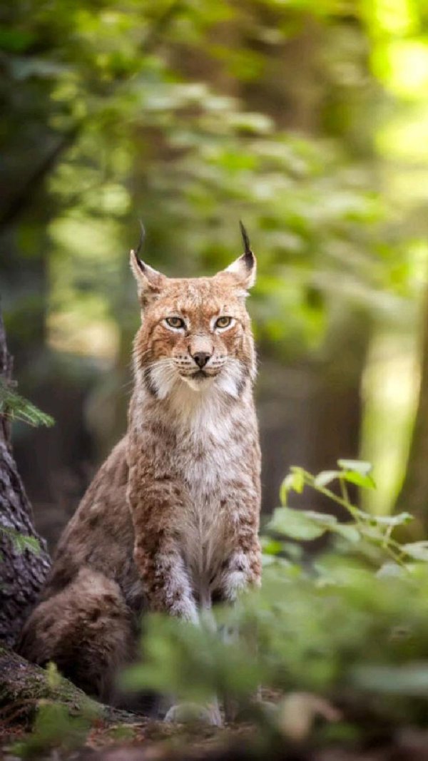 лесная рысь