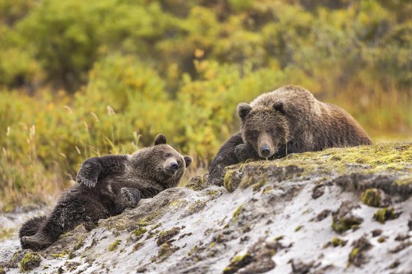 животное медведь гризли