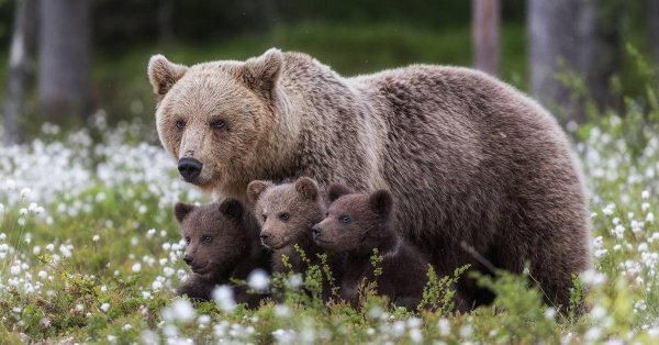медведица с медвежатами