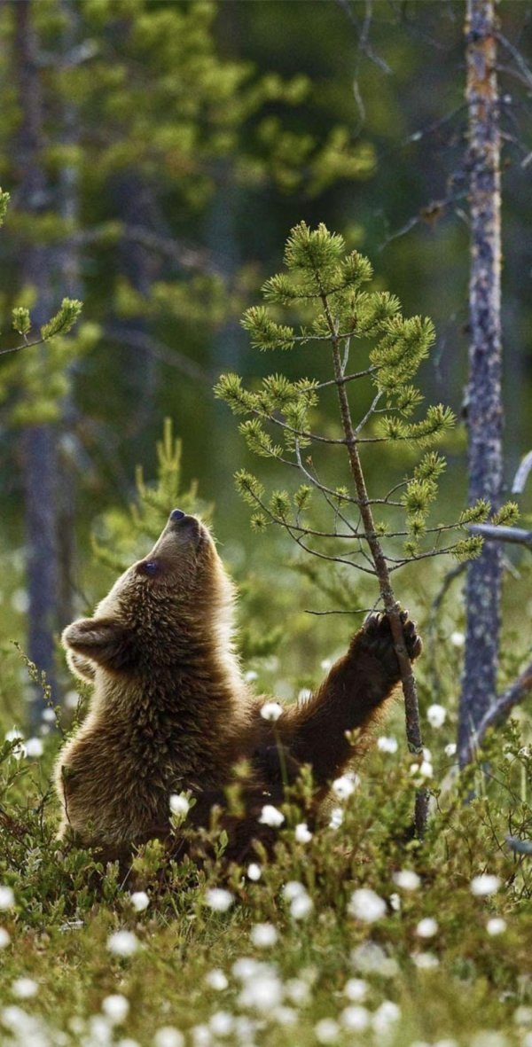 природа животные