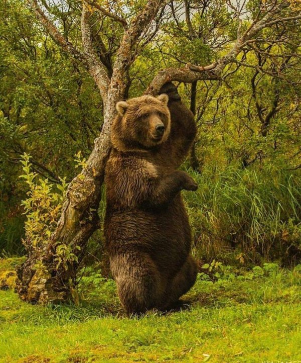 бурого медведя