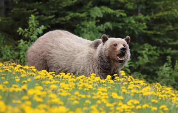 медведь на поляне