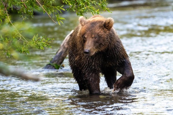 мокрый медвежонок