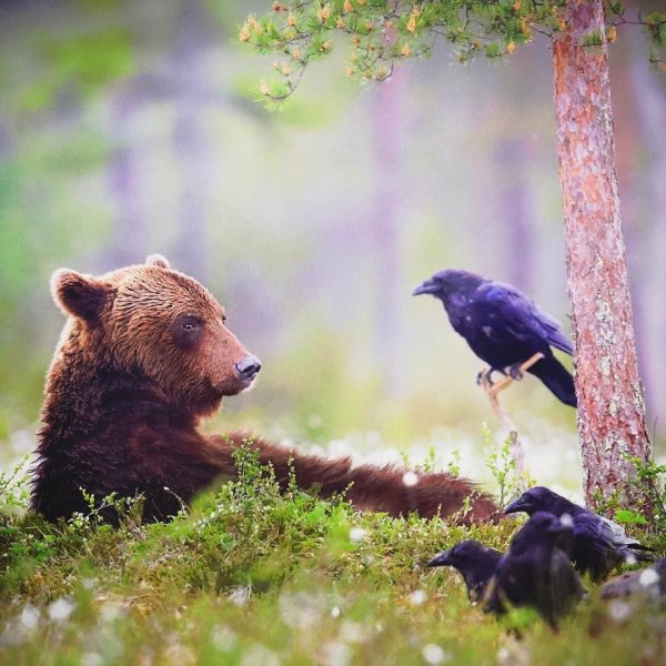 медведи в лесу