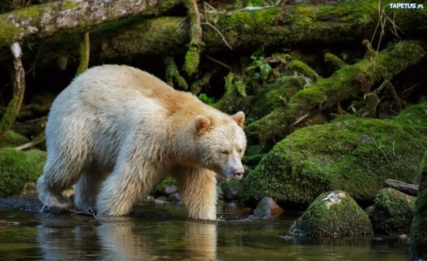 ursus americanus kermodei