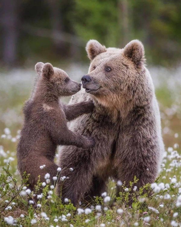медвежонок пестун