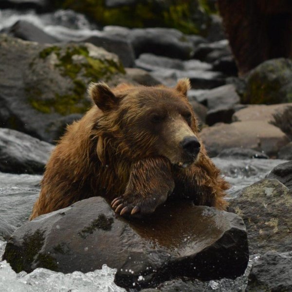 камчатка медведи