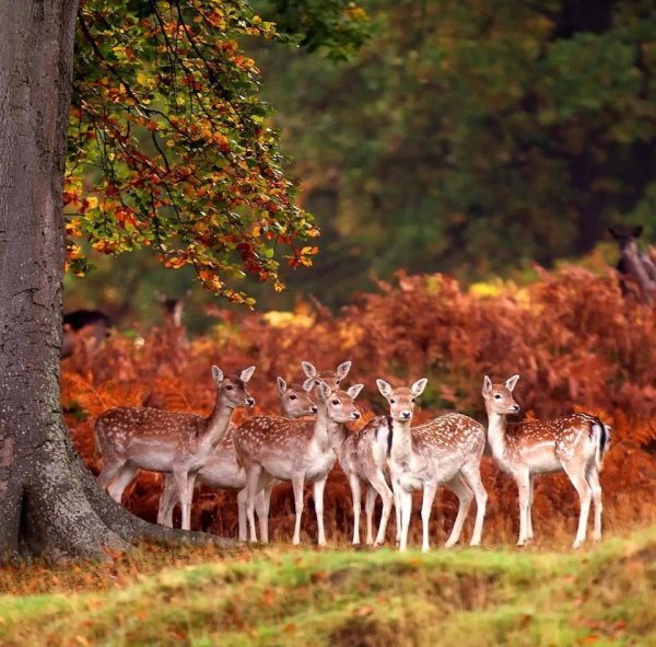 животные лес