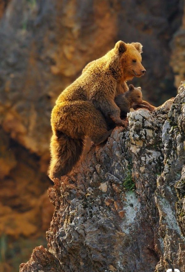 медвежонок гризли детеныш