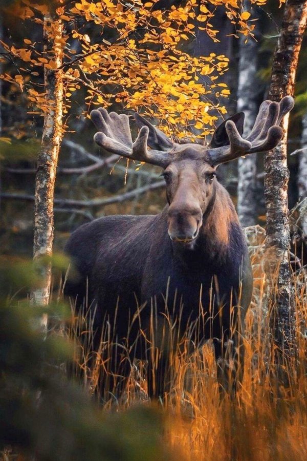 финский фотограф осси сааринен