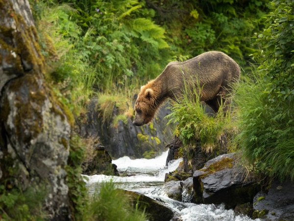 апеннинский бурый медведь