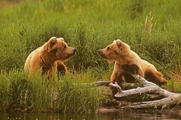 медведи бурые
