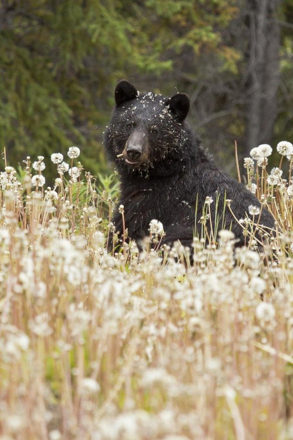 чëрный медведь
