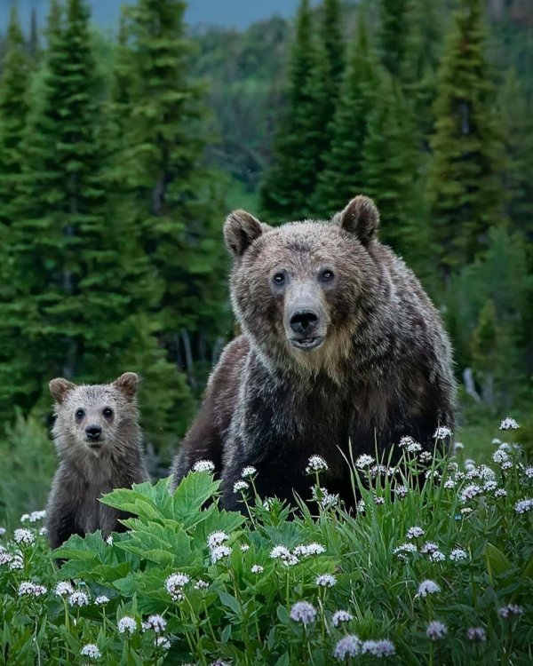 бурые медведи медведица с медвежонком