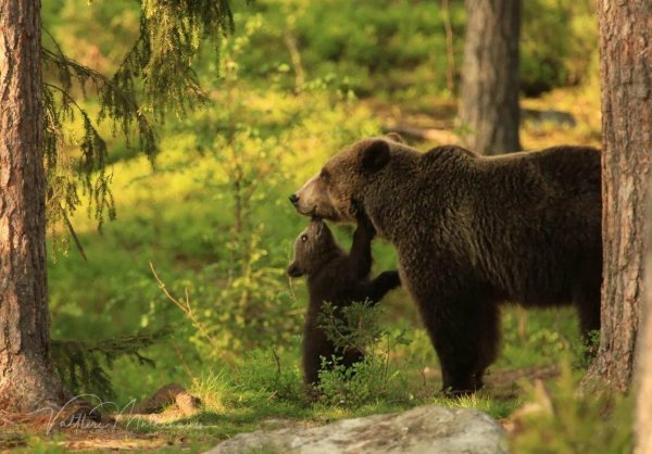 медведь с медвежатами
