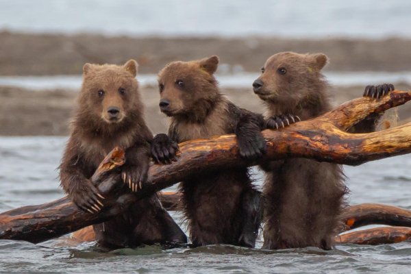 курильское озеро тихон шпиленок