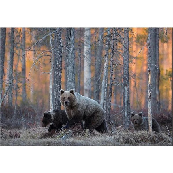 медведи в лесу