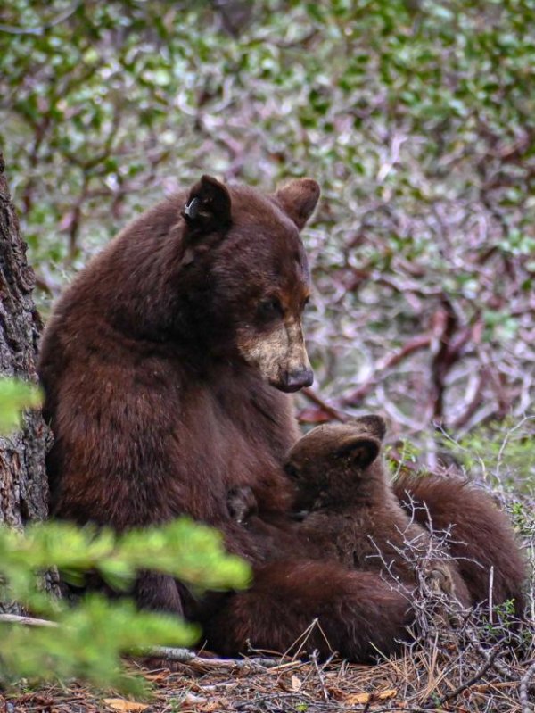 медведица с медвежатами