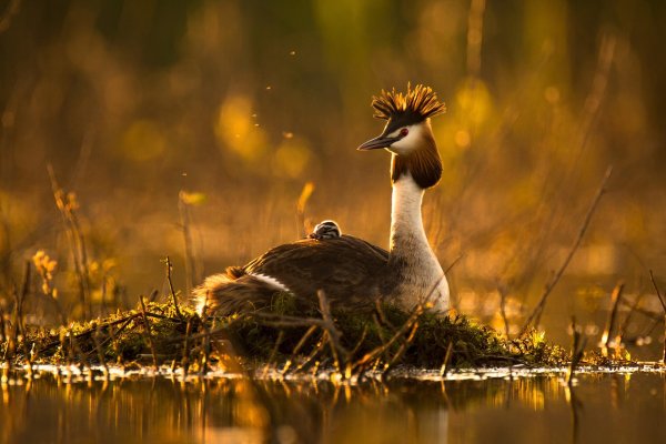 птенец чомги