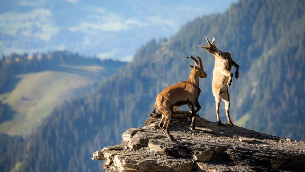 горные козлы