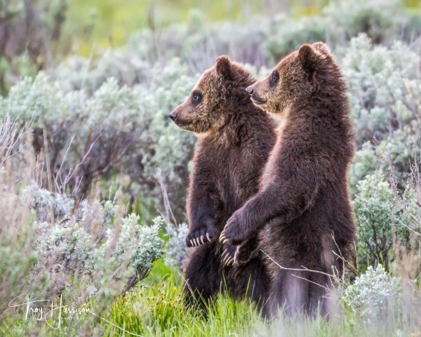 дикие животные