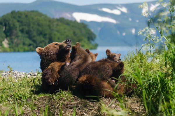 игорь шпиленок медведи камчатки