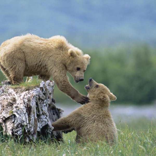 медведица с медвежатами