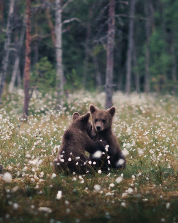 животные лес