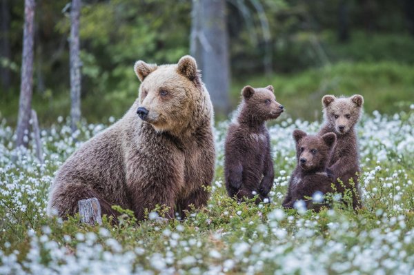 бурые медведи медведица с медвежонком