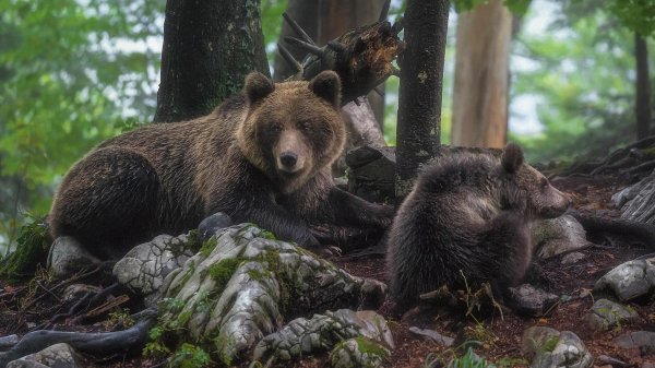 бурый медведь вишерский заповедник
