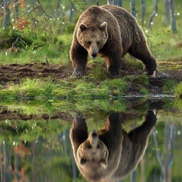 медведи бурые