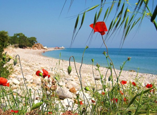 маковые поля в крыму