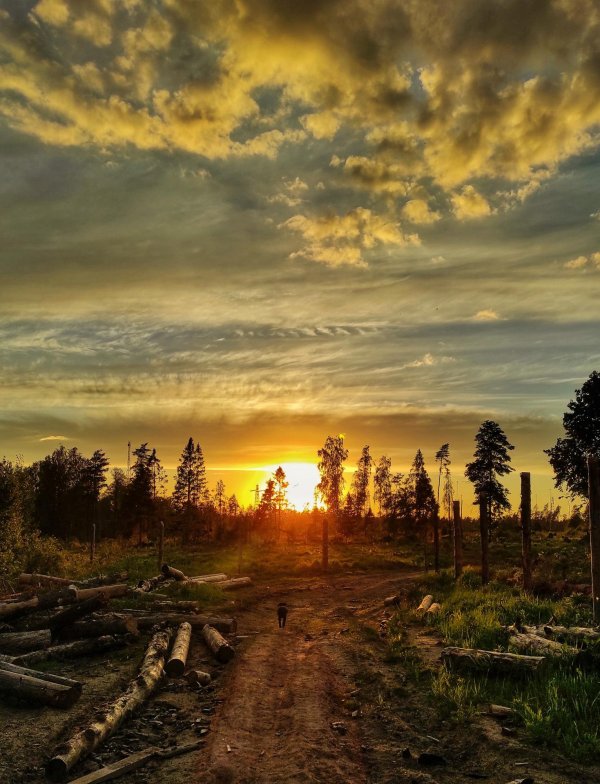 пейзаж дерево